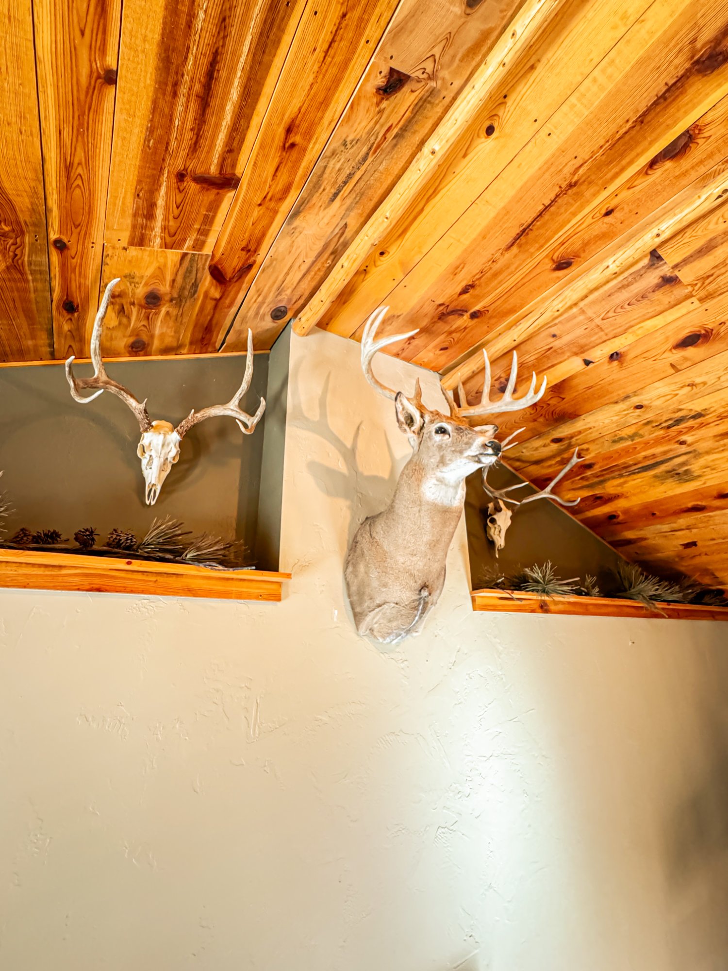Deer mount detail and juniper plank ceiling
