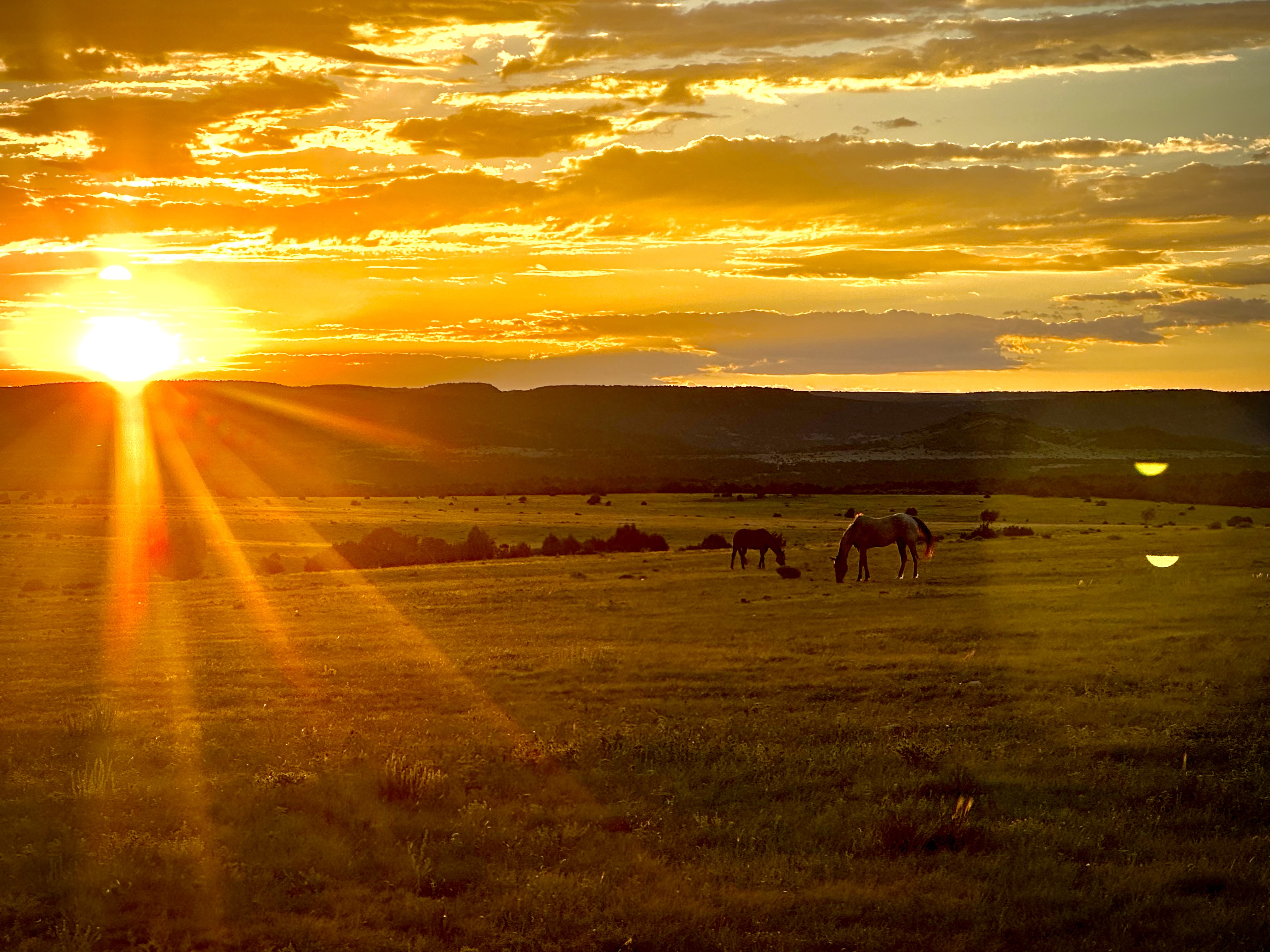 Horses grazing at sunset with Folsom country in view
